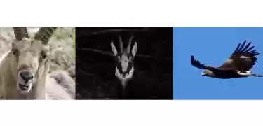 Exkursion Wildtiere